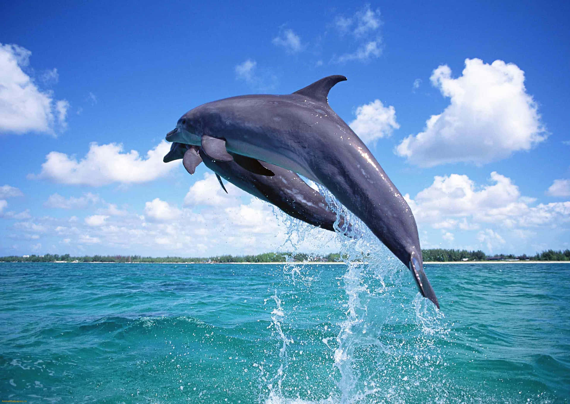 Cute Dolphin Cloudy Day Picture