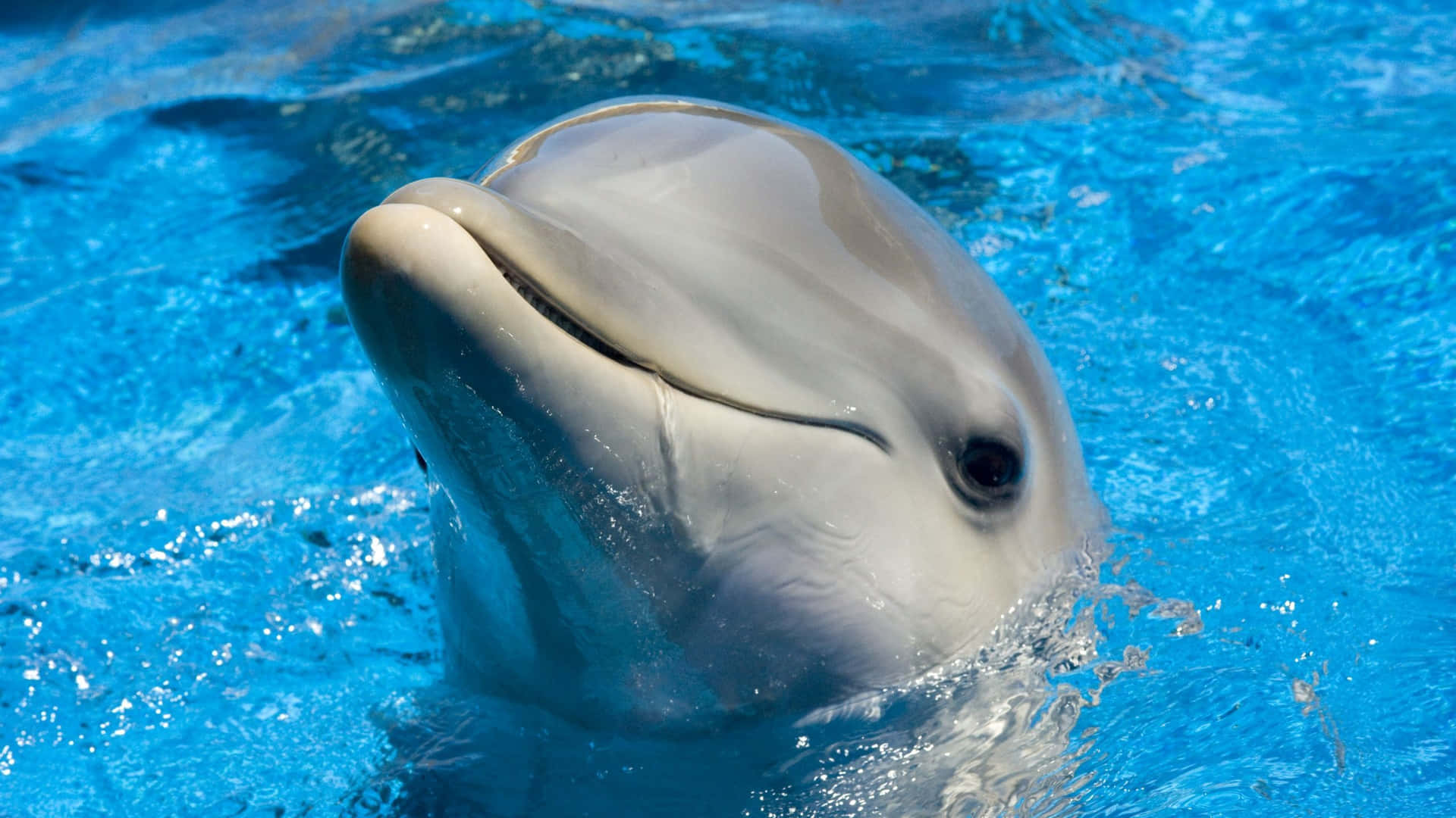 Cute Dolphin Pictures 2560 X 1440 Picture