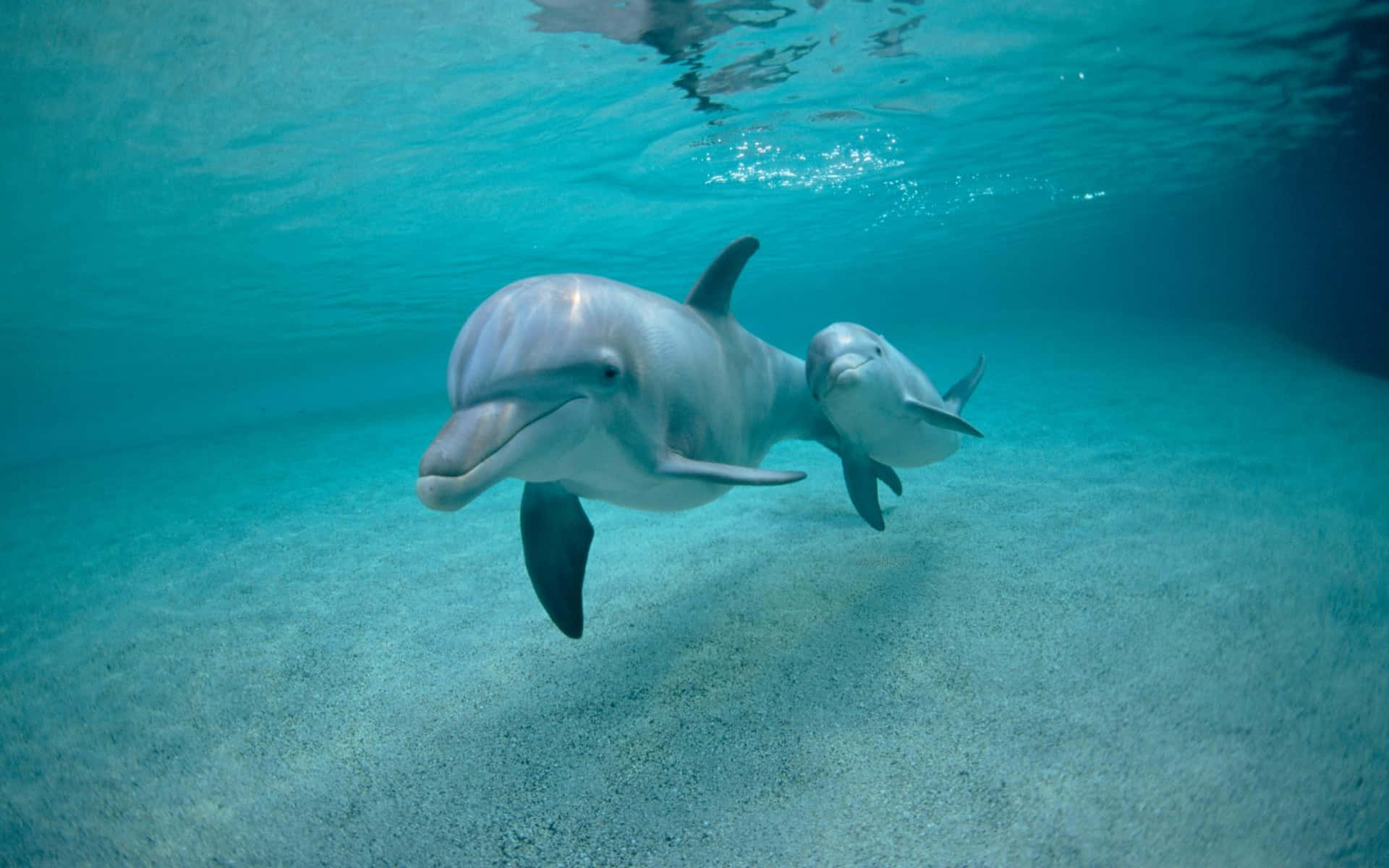 Meget sød delfinbillede på tapetet