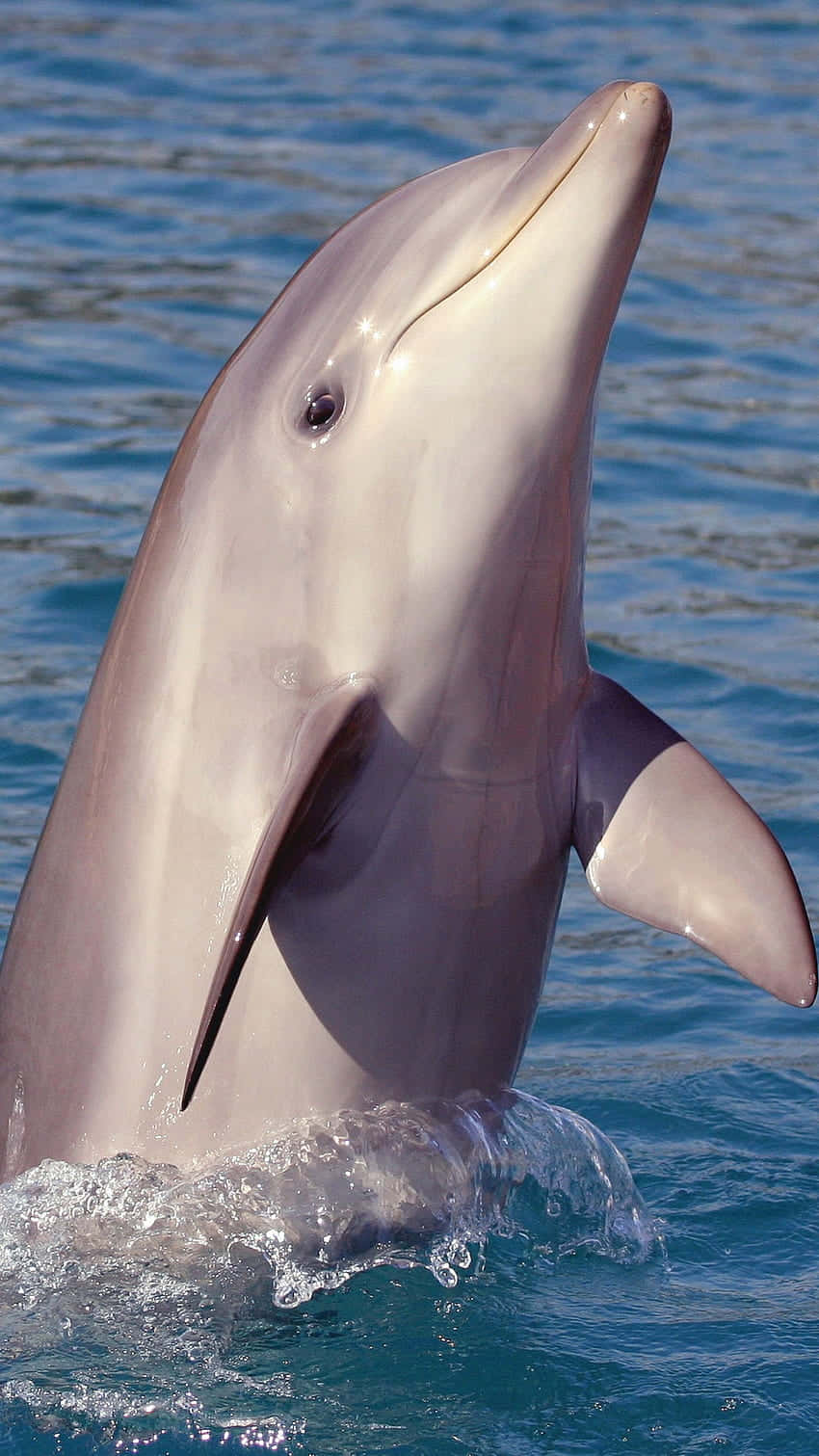 Cute Dolphin Slender Nose Wallpaper