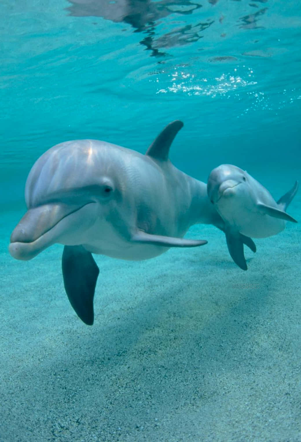 Søde dolfin sociale dyr tema Wallpaper