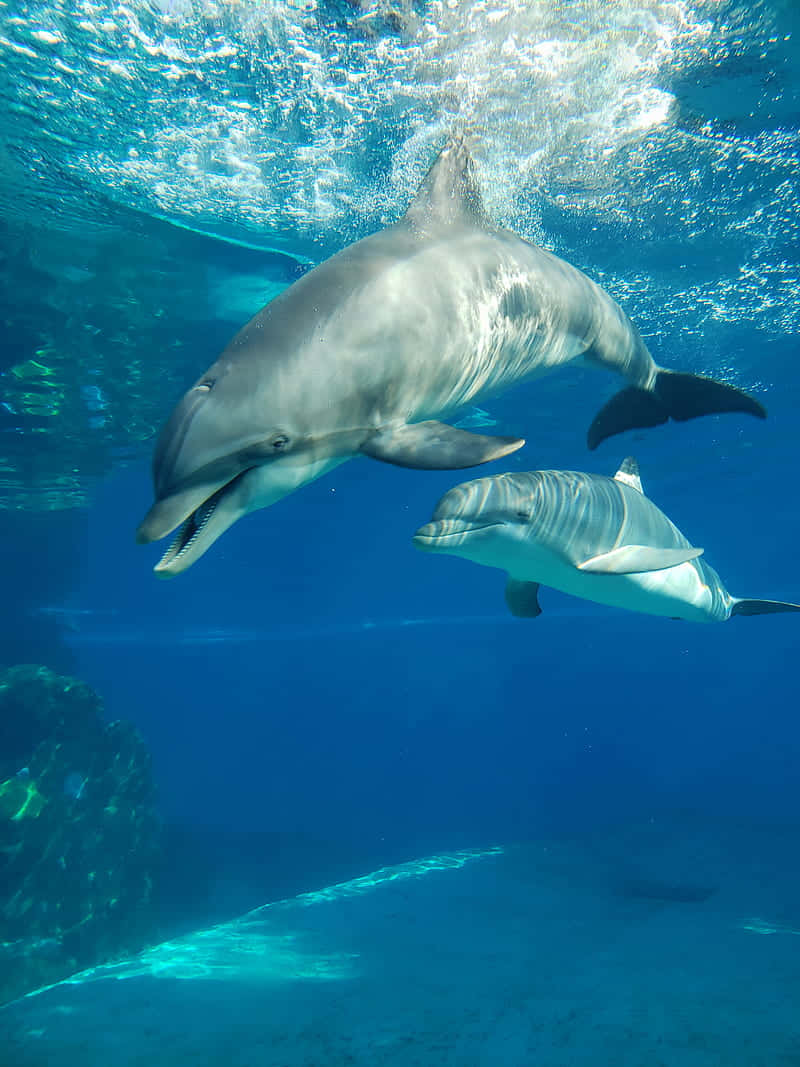 Sød Dolfin Svømmer Under Vandet Wallpaper