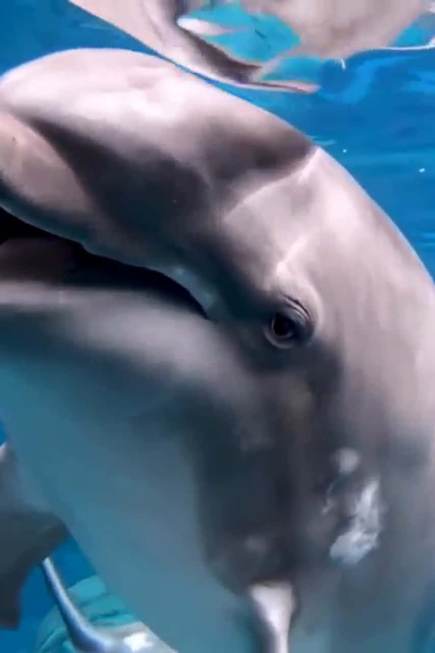 Søde dolphiner tænker væsener wallpaper Wallpaper