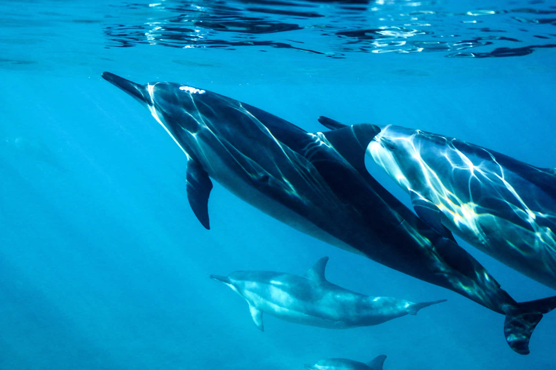 Cute Dolphins Aquatic Mammals Wallpaper