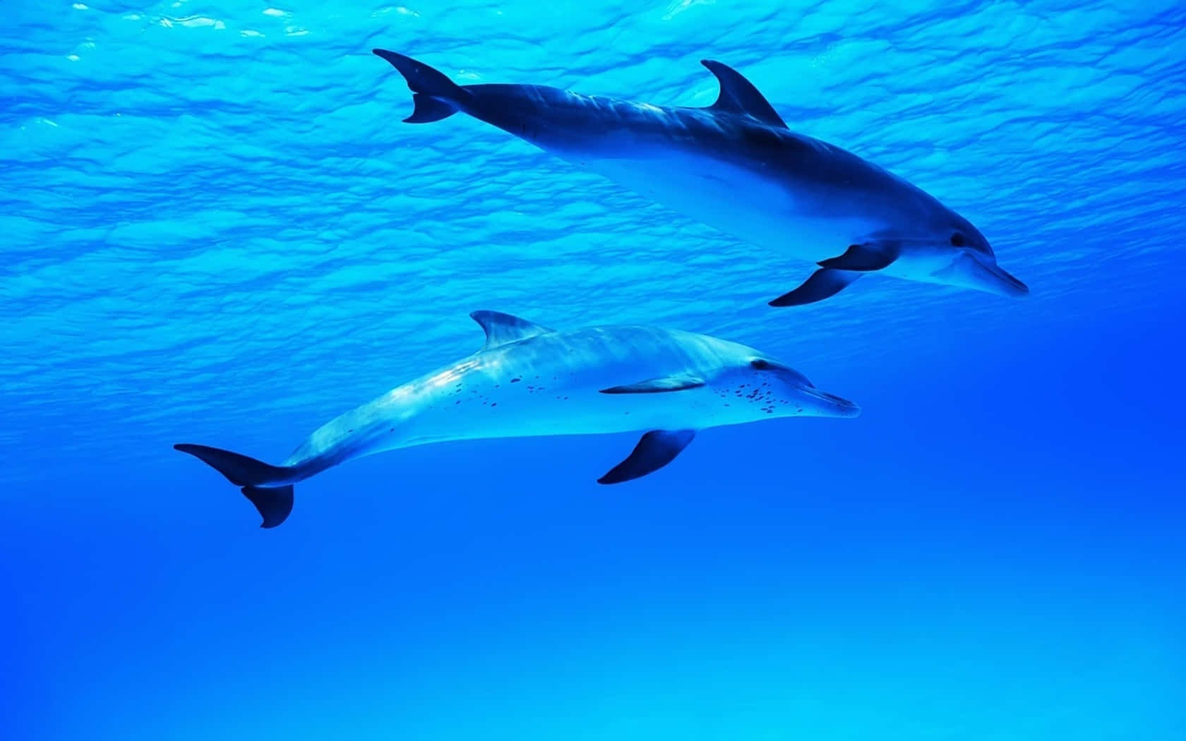 Cute Dolphins Blue Ocean Wallpaper