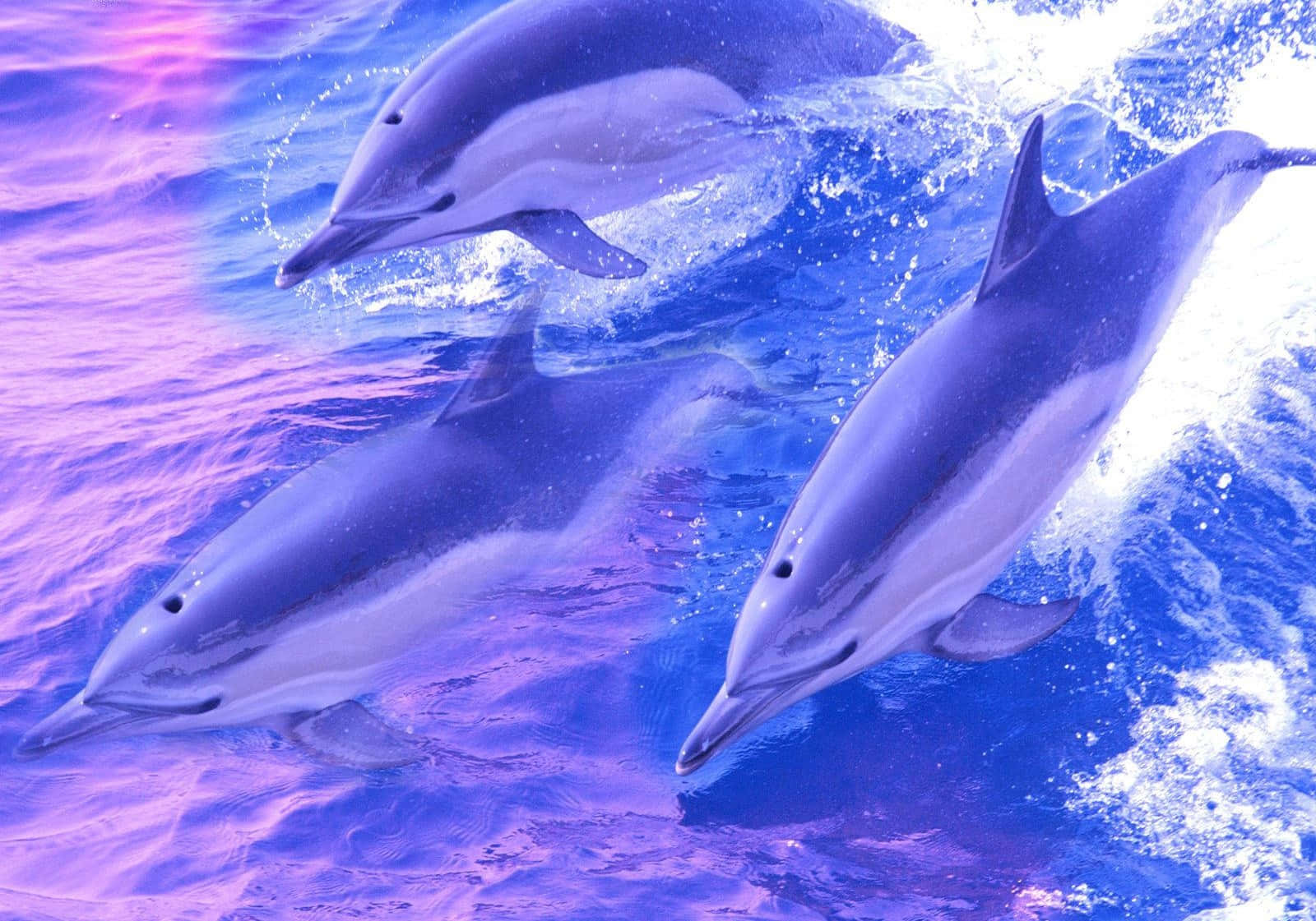 Cute Dolphins Creative Visual Design Wallpaper