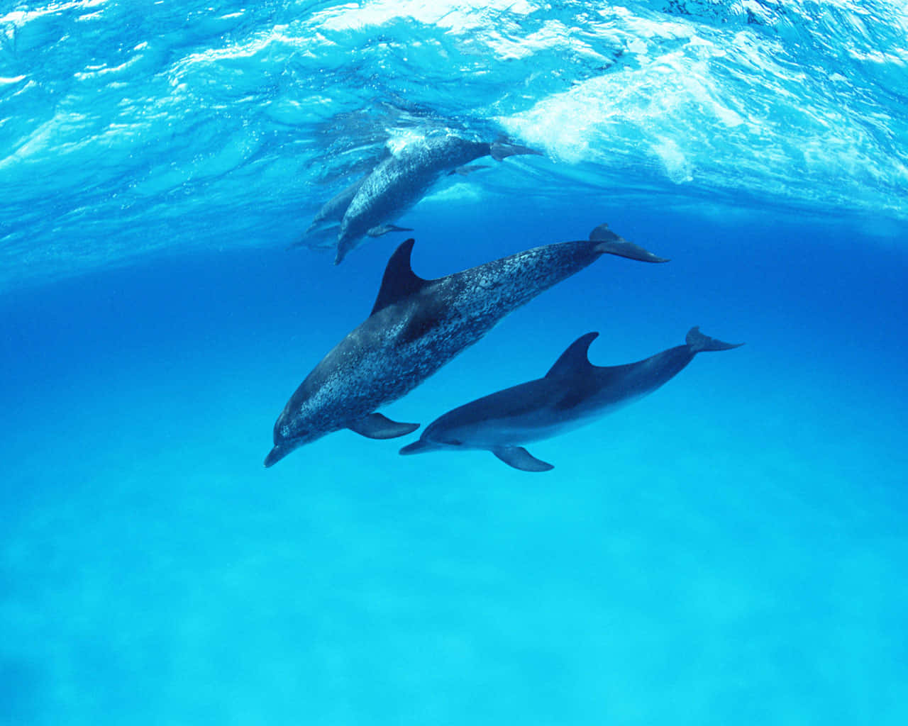Cute Dolphins Open Ocean Wallpaper