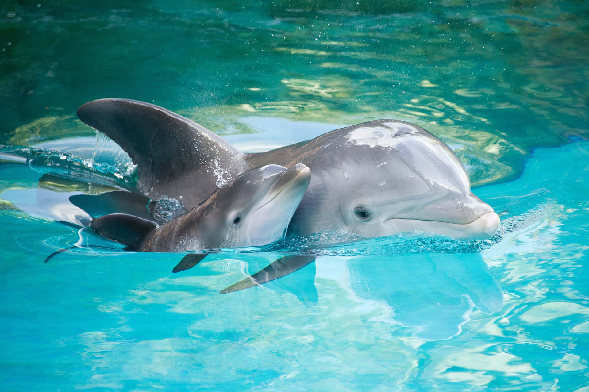 Sød Dolphinfar og Barn i Vandbillede Tapet