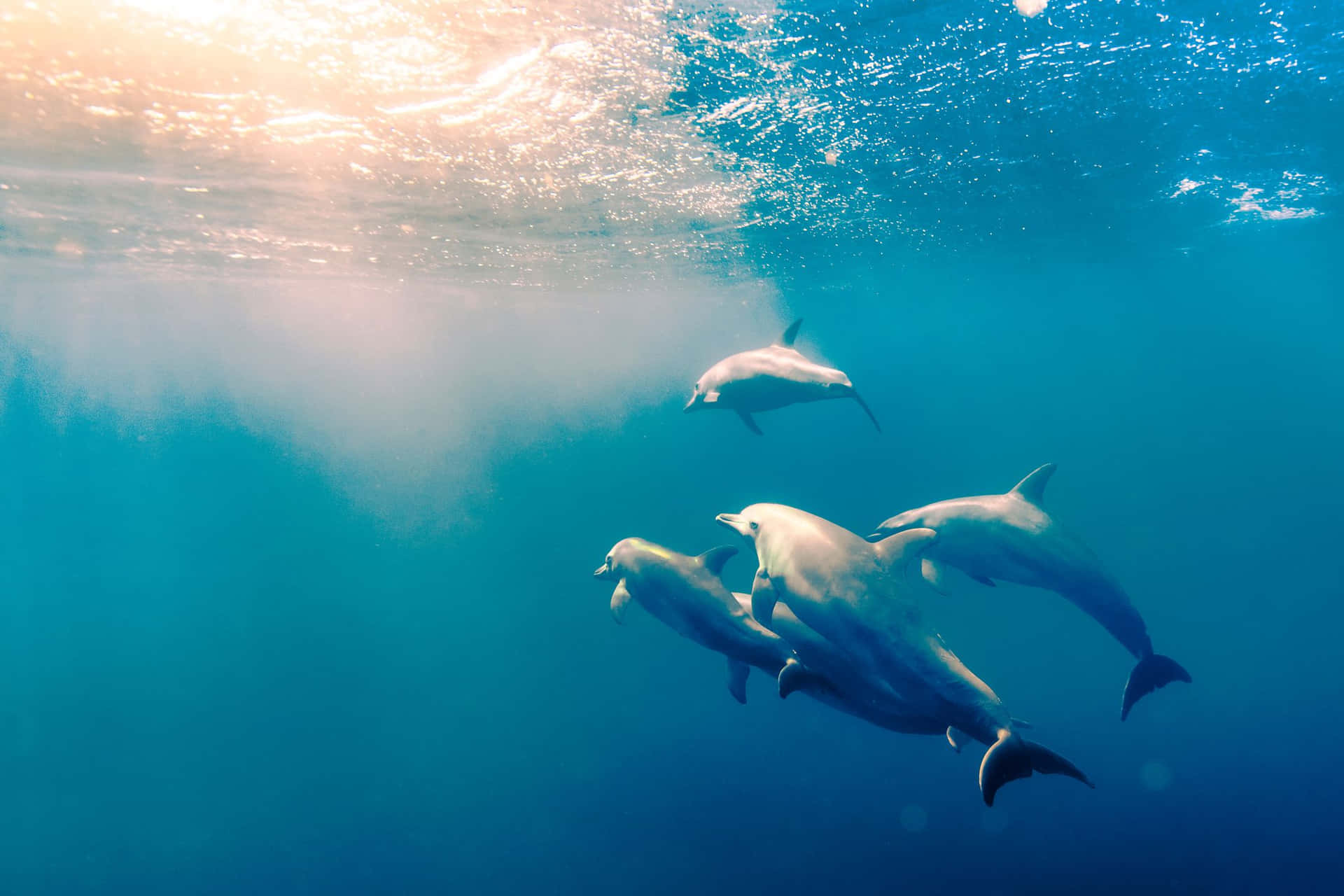 Cute Dolphins Group Gathering Underwater Picture