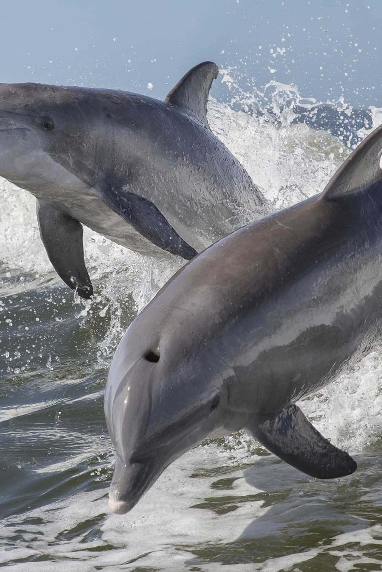 Niedlichesbild Von Springenden Delfinen Aus Dem Wasser