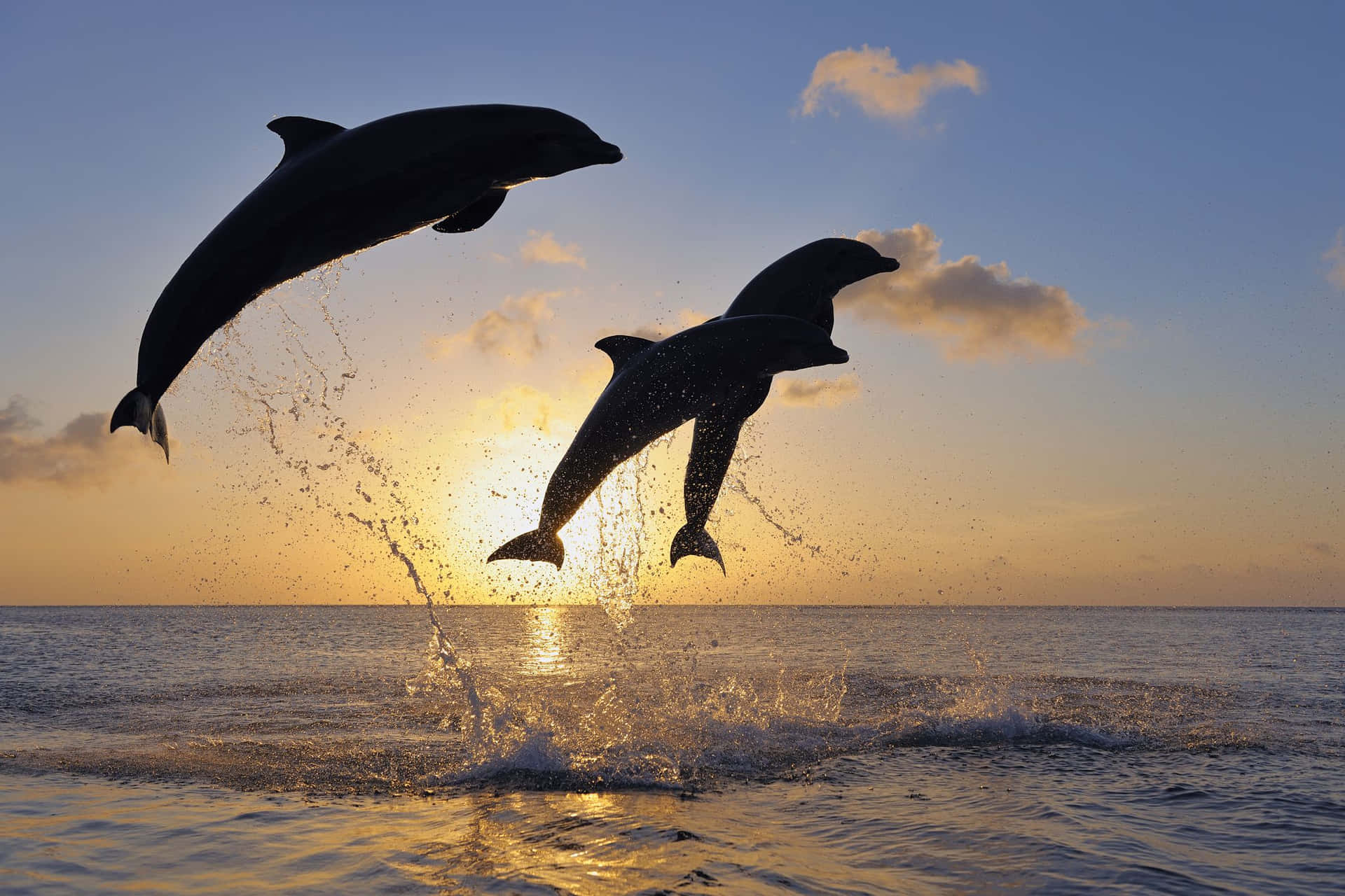 Cute Dolphins Jumping Above Ocean During Sunset Picture