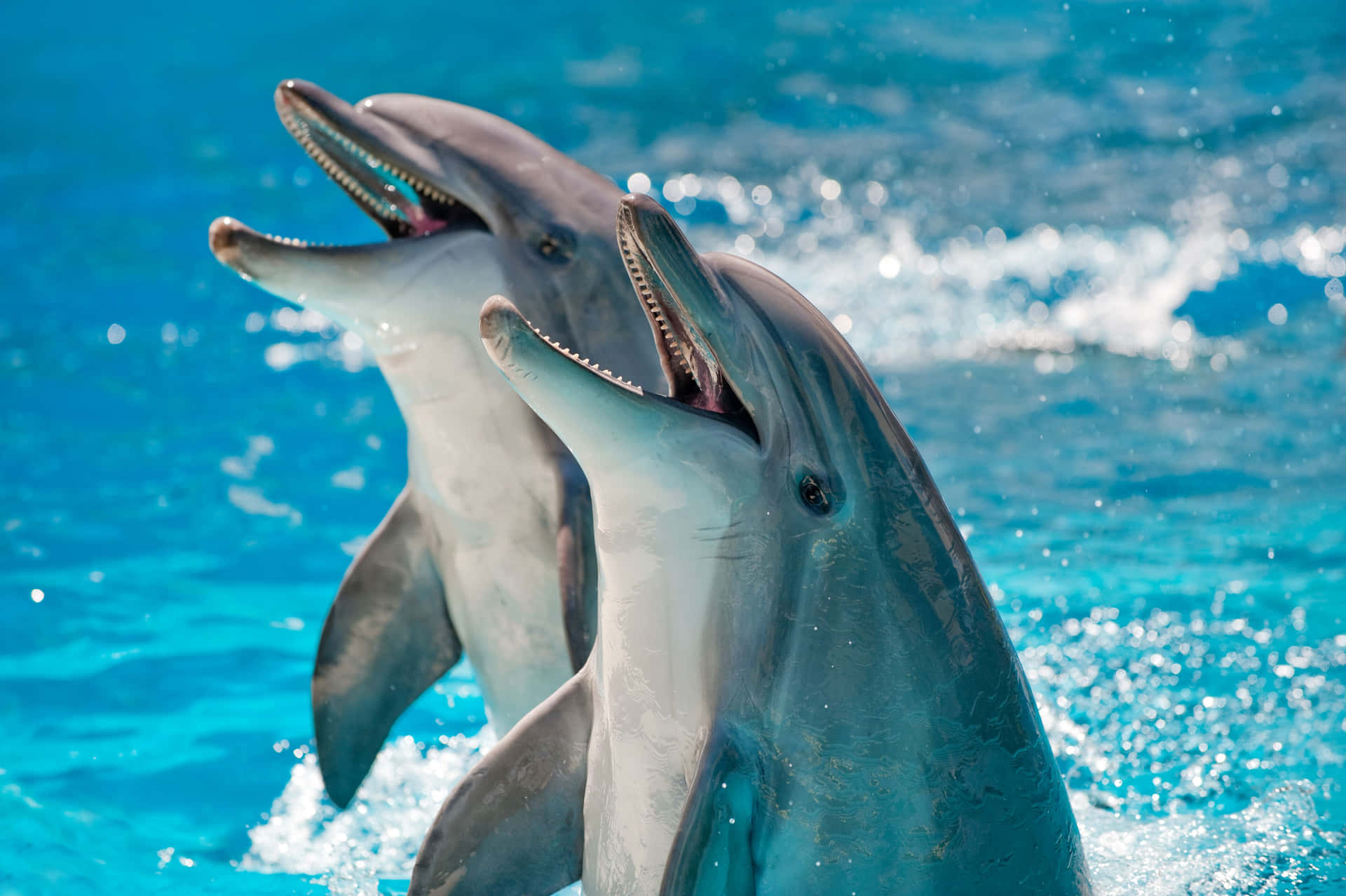 Cute Dolphins Happy In Water Picture