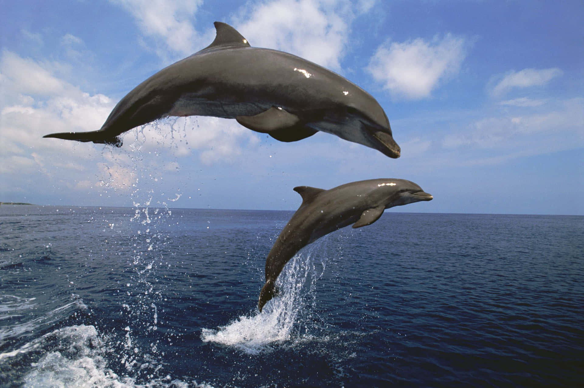 Sötdelfiner Som Hoppar Upp Från Havsbilden