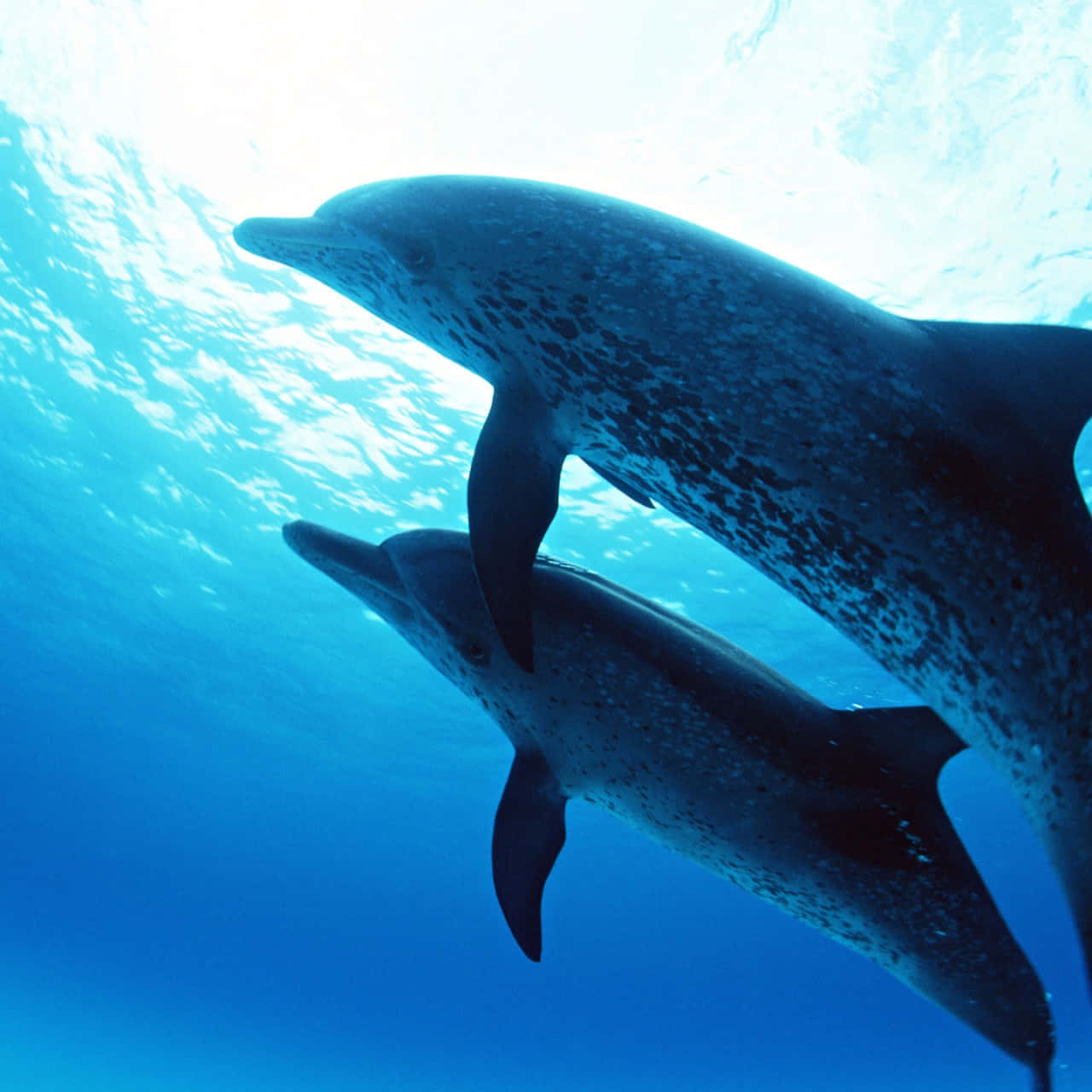 Niedlichesbild Von Einer Delphin-mutter Und Ihrem Kind Unter Wasser