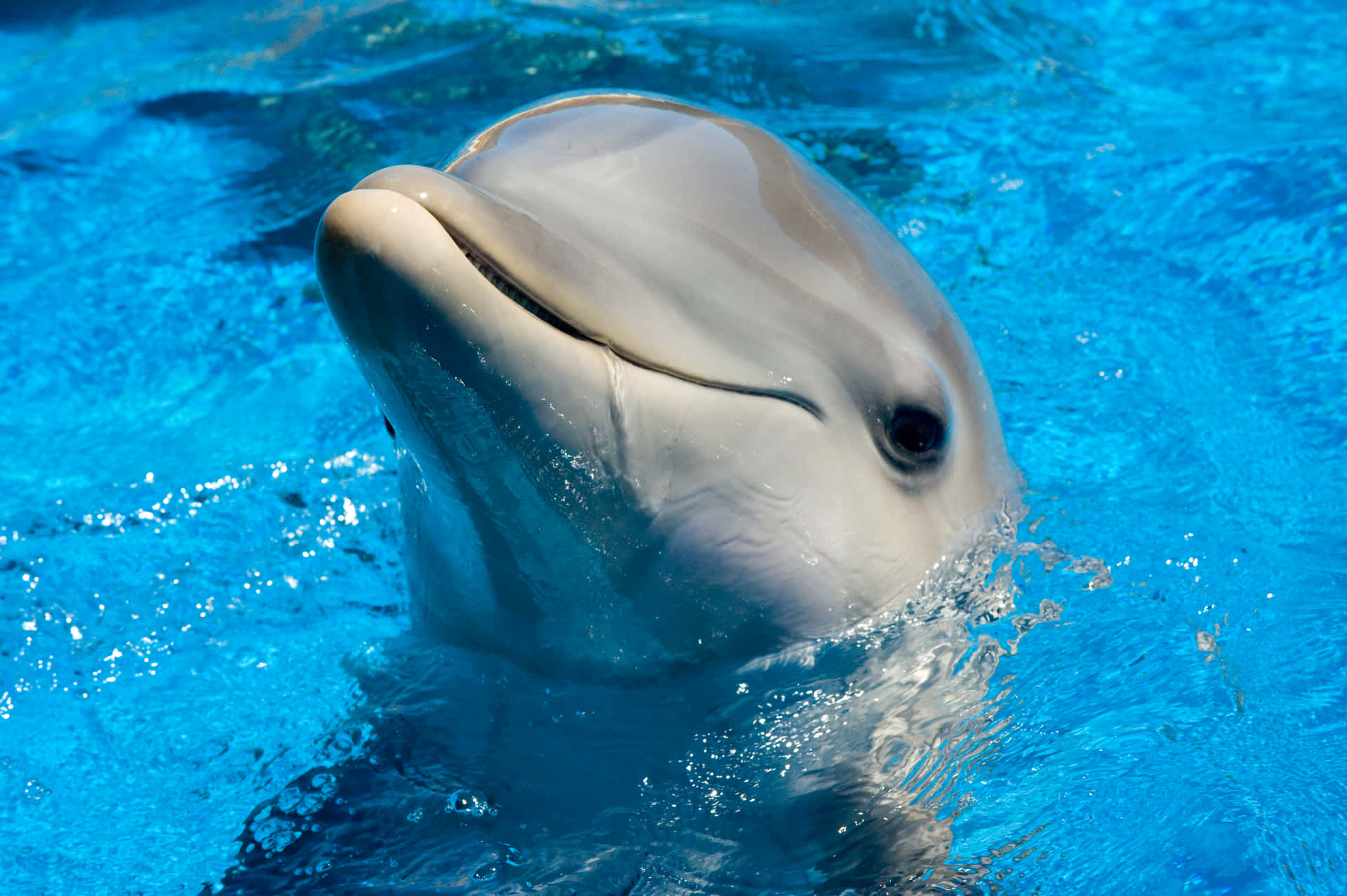 Cute Dolphins Peeking Head Out Picture