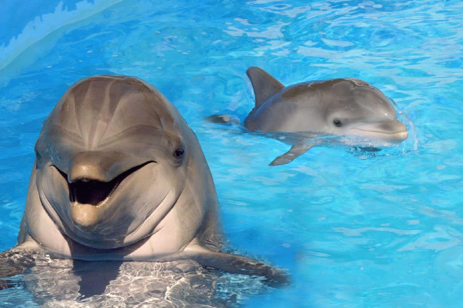Imagende Lindos Delfines Nadando En Agua Azul.