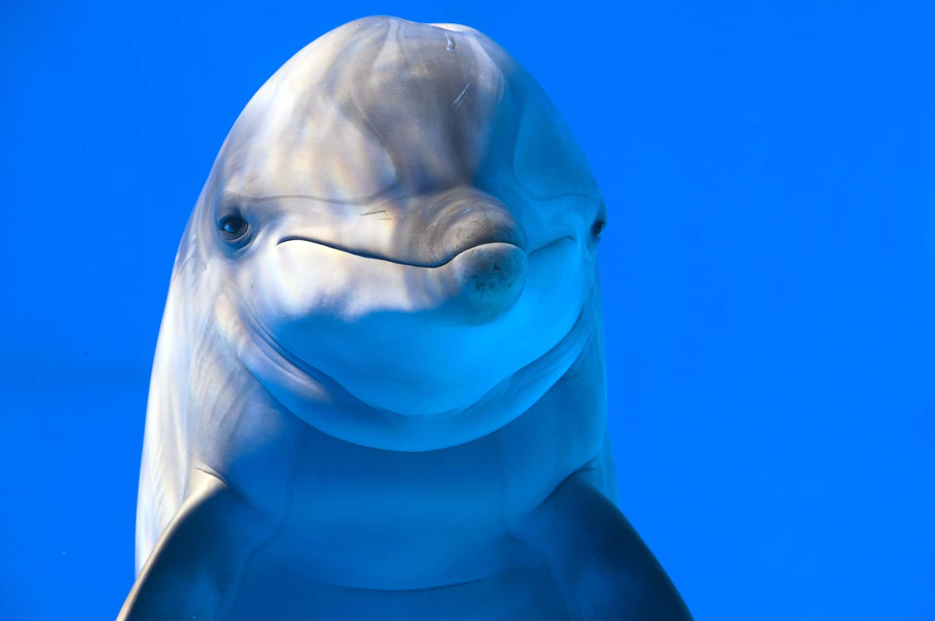 Niedlichedelfine, Die Lächelnd Im Wasser Schwimmen Bild