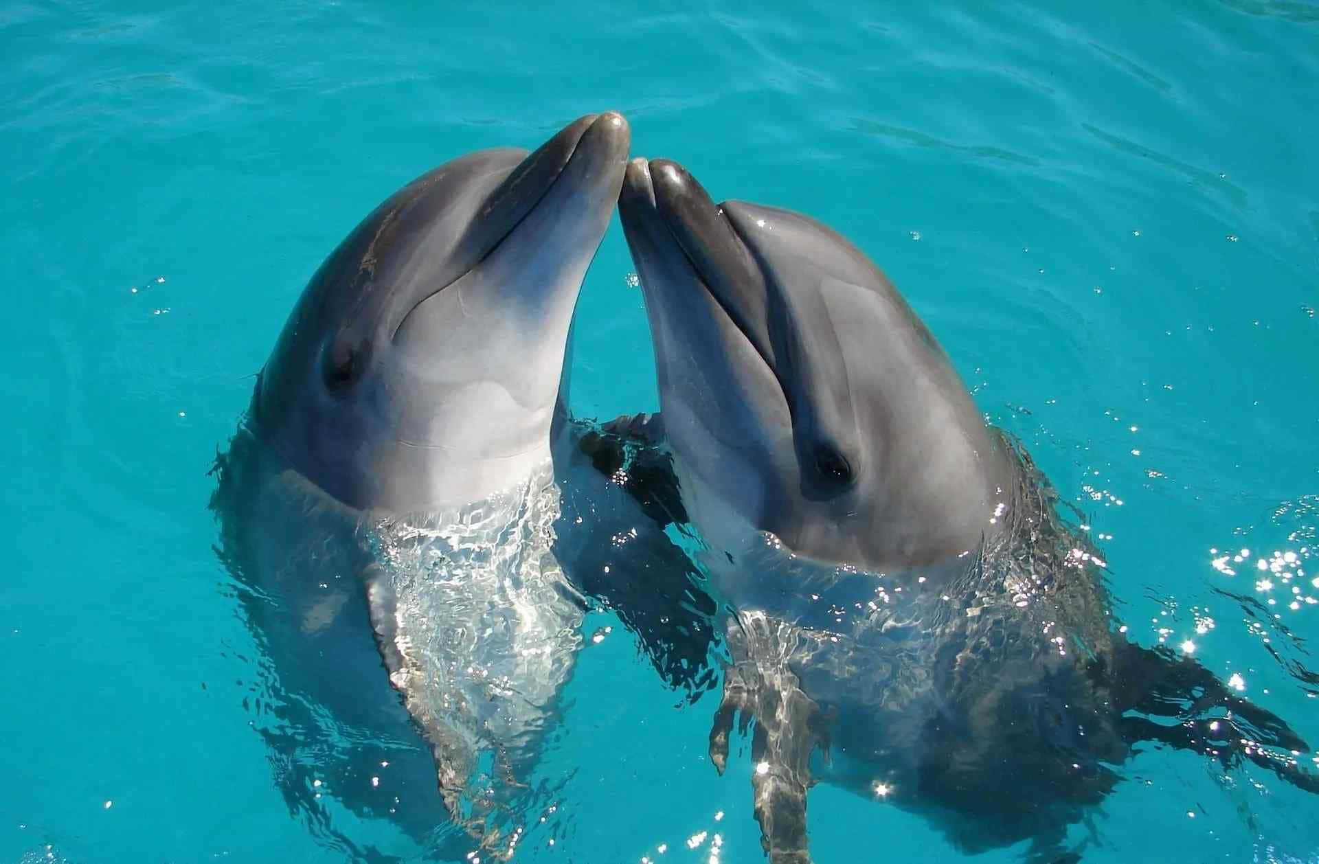Carinafoto Di Una Coppia Di Delfini Nell'acqua.