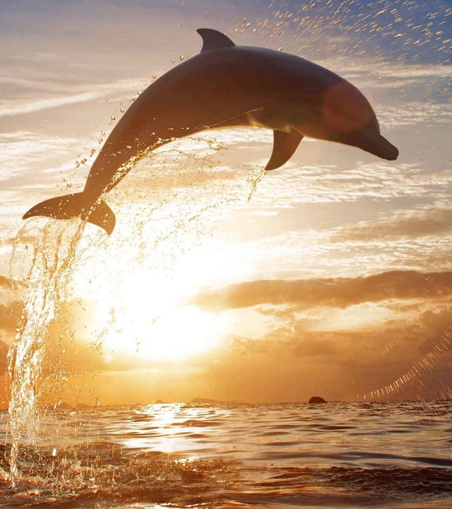 Søde Delfiner Hopper Ud Af Vand Solnedgang Billede