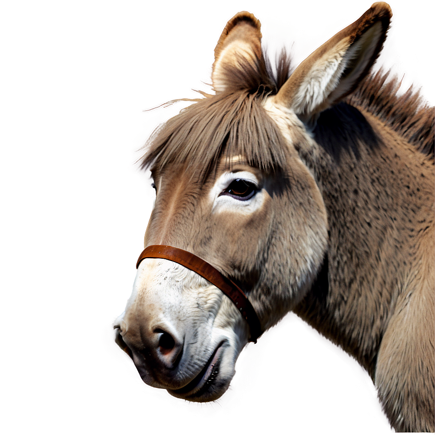 Cute Donkey Character Png Pfh PNG