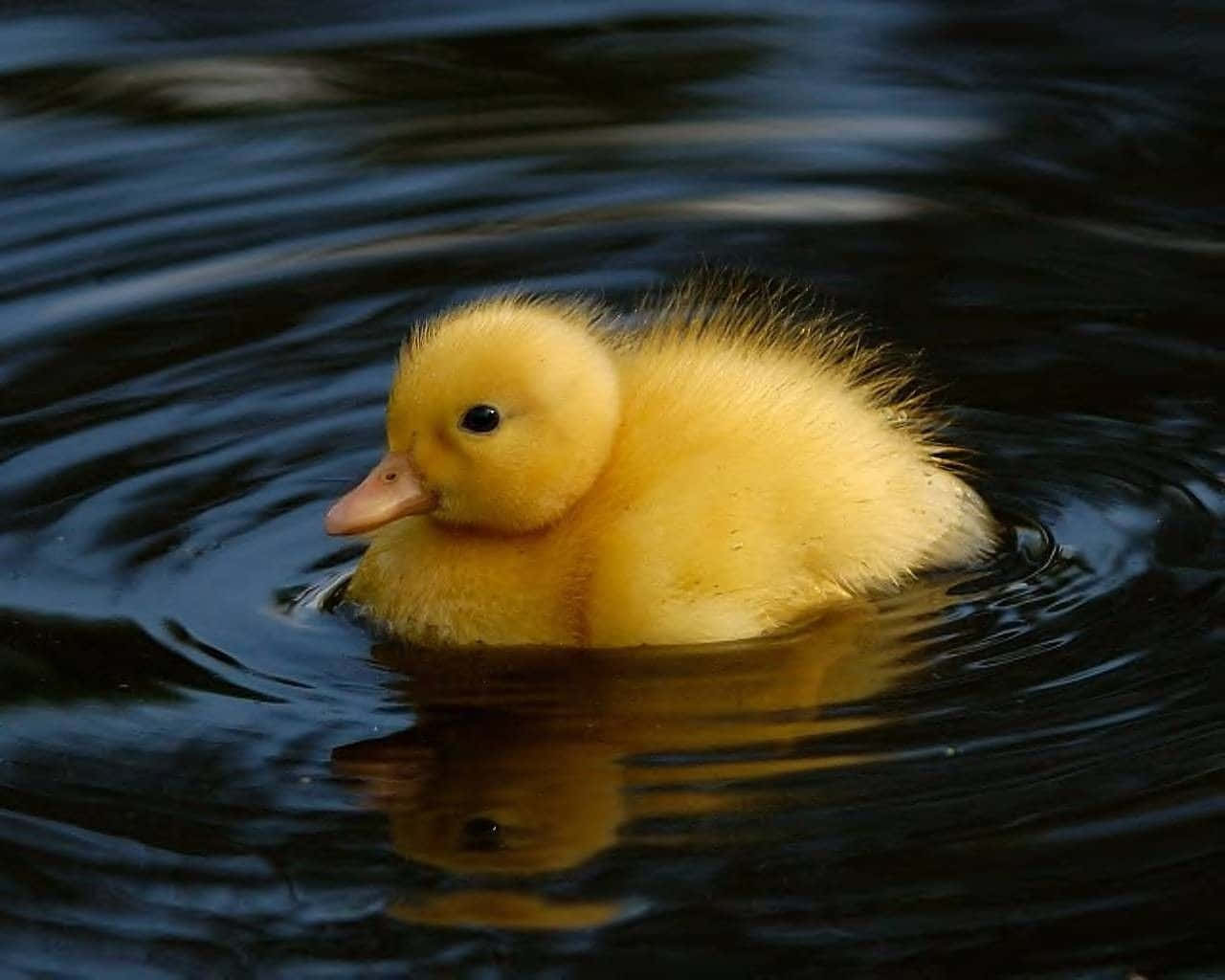 Adorable duckling exploring nature