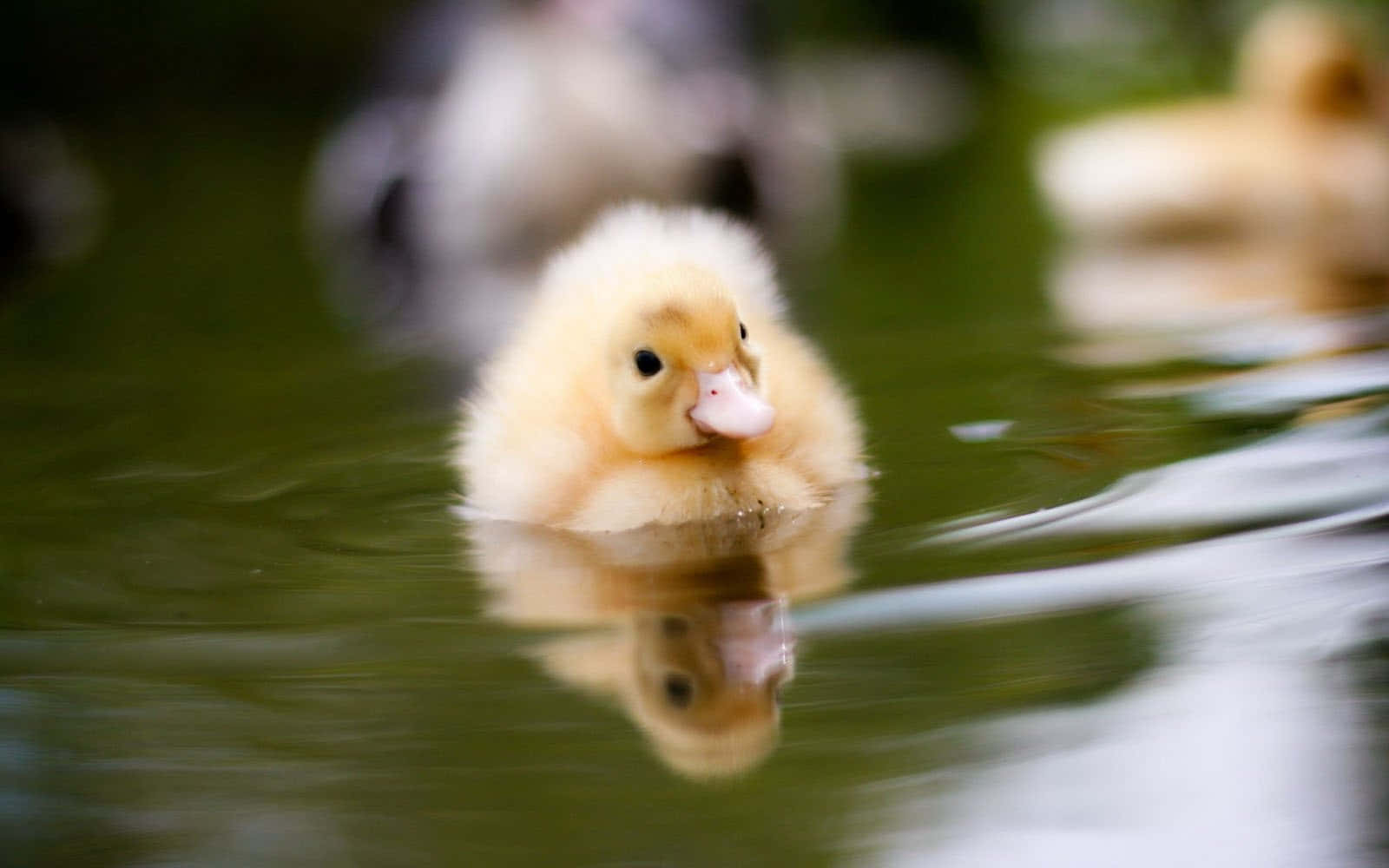 Adorable Baby Duck Swimming in a Pond