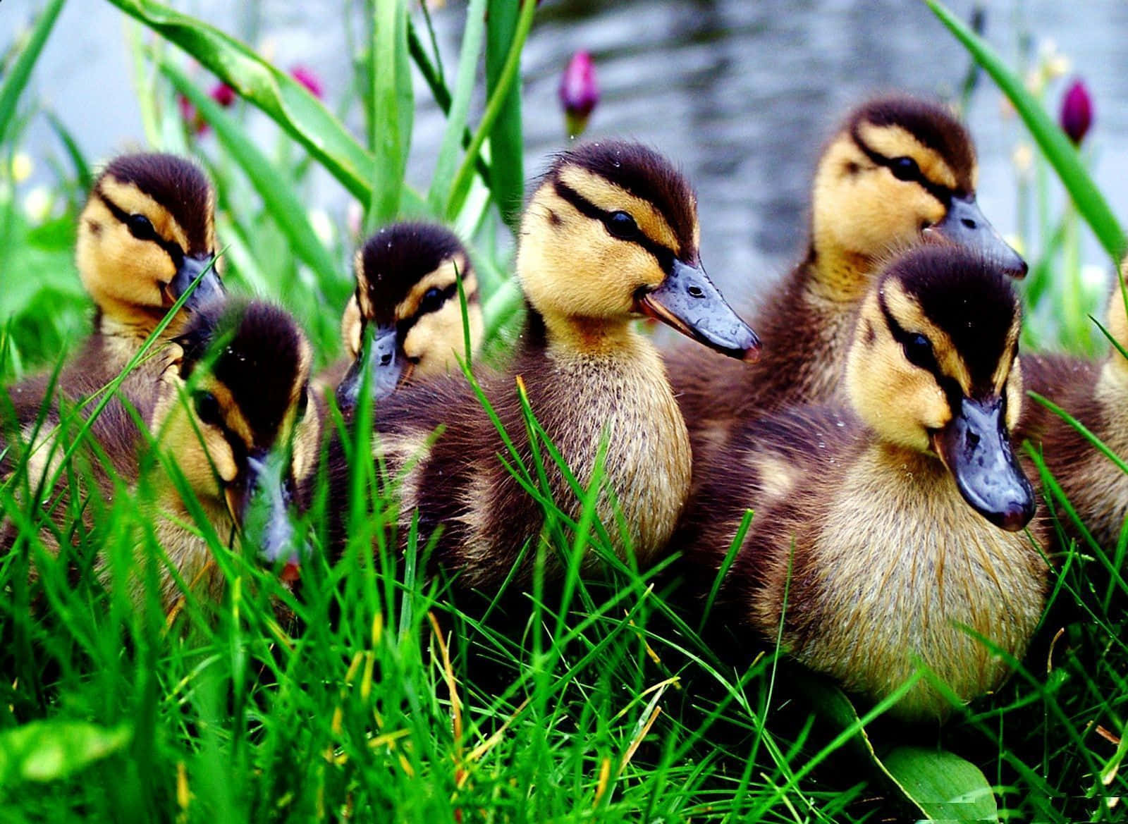 Adorable Duckling Splashing Around in Water