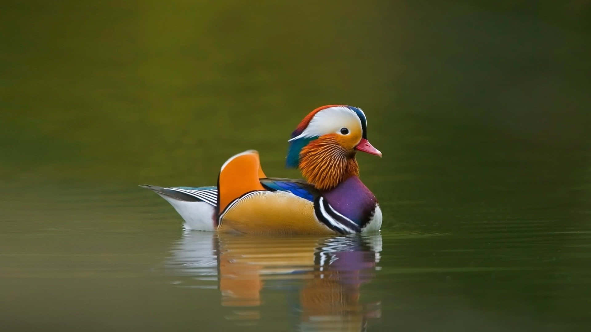 Adorable Yellow Duckling Exploring Nature