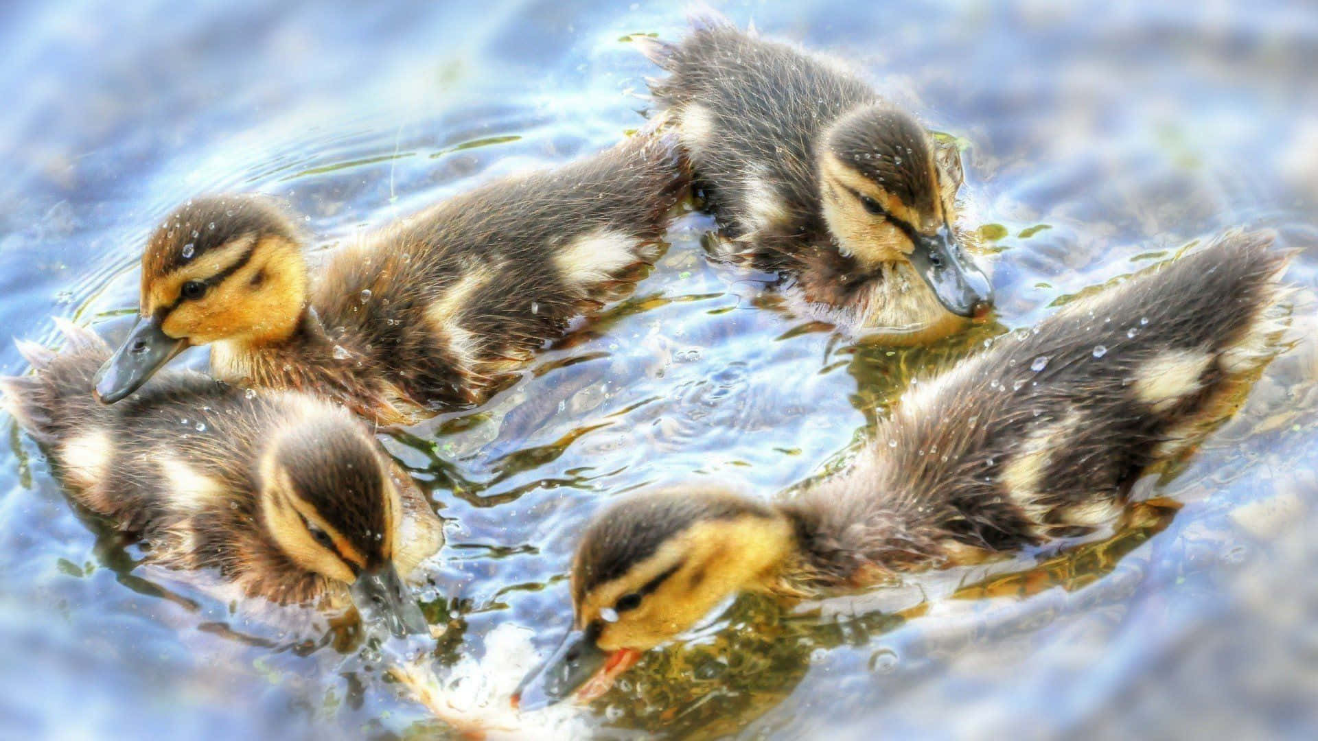 Adorable Duckling Splashing Around