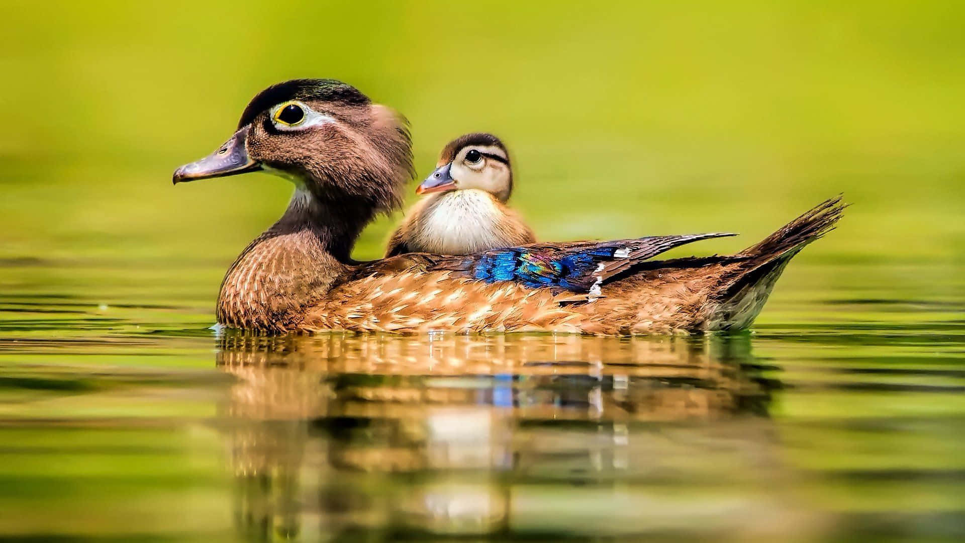 Adorable Duckling Taking a Stroll