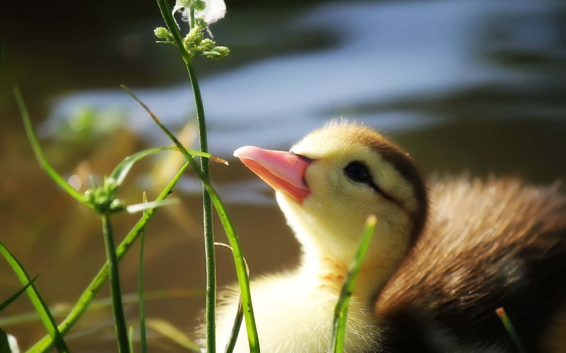 Adorable Yellow Duckling Exploring Nature