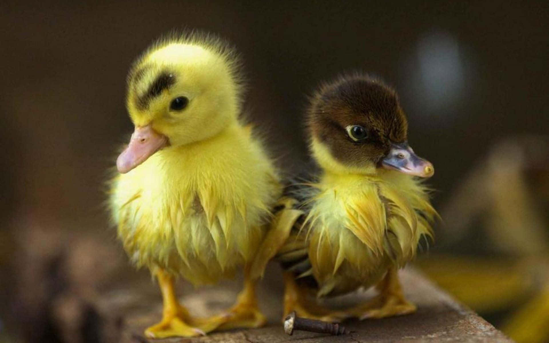 Adorable Duckling Enjoying a Swim