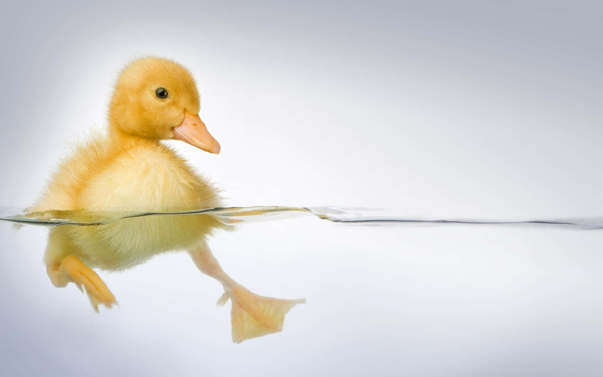 Adorable Yellow Duckling Wading in Shallow Water