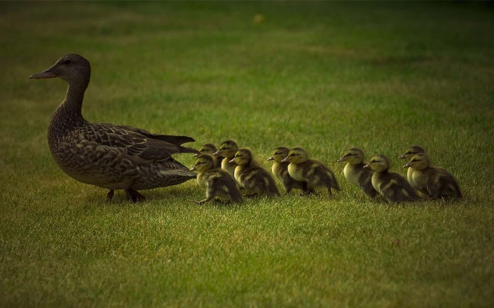 Adorable Duckling Splashing in a Puddle