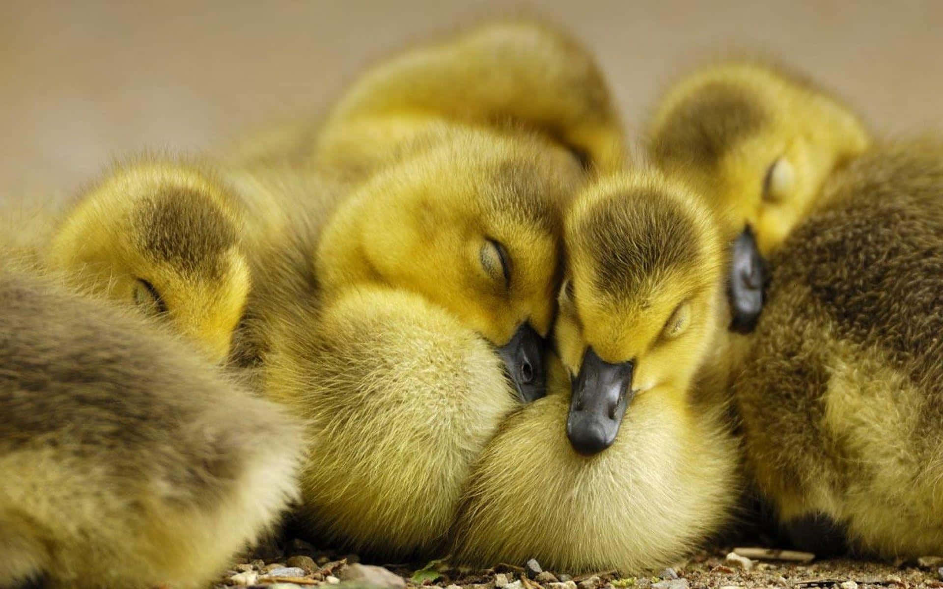 Adorable Yellow Duckling Splashing in the Water