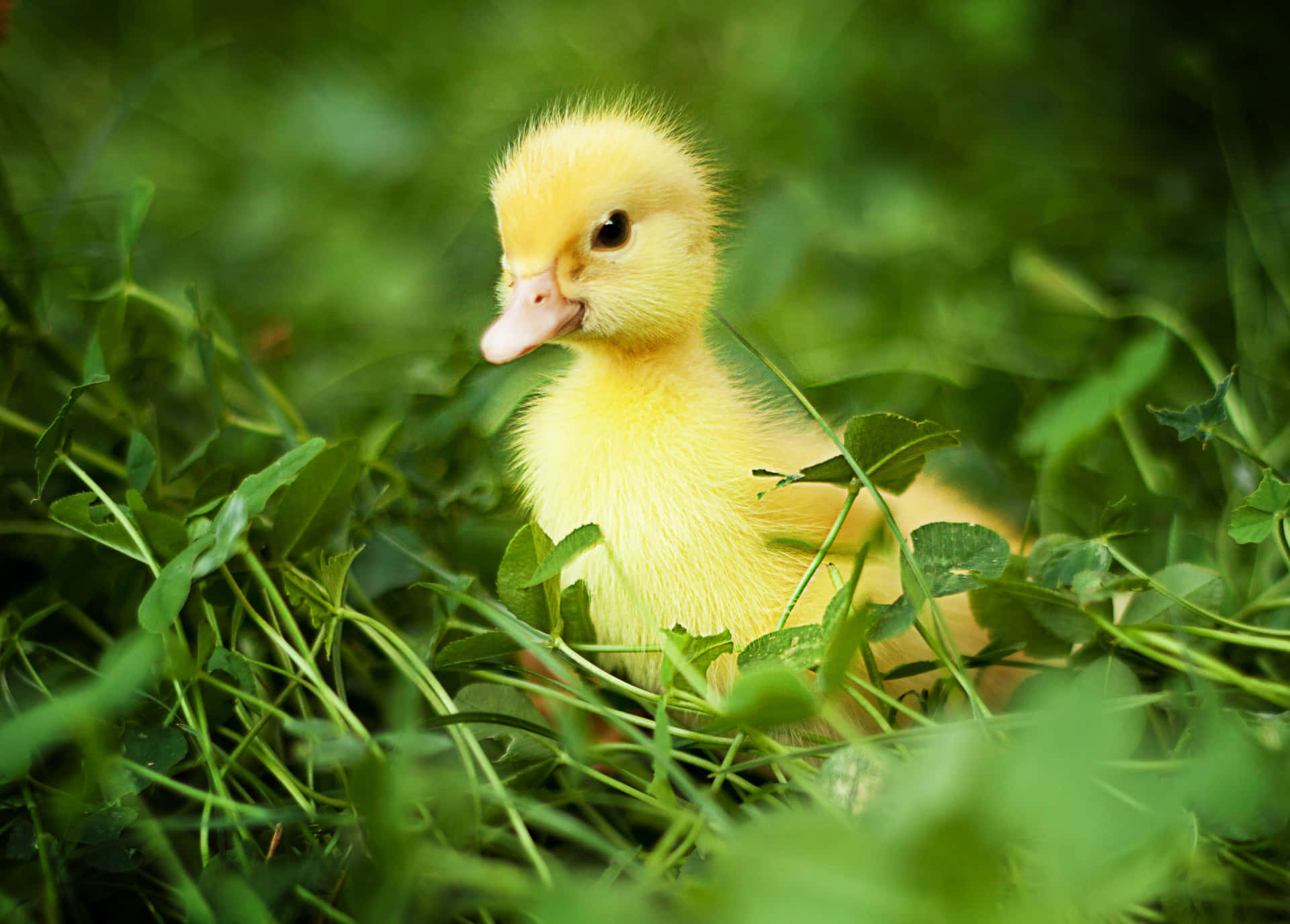 Adorable Duckling Splashing in a Pond