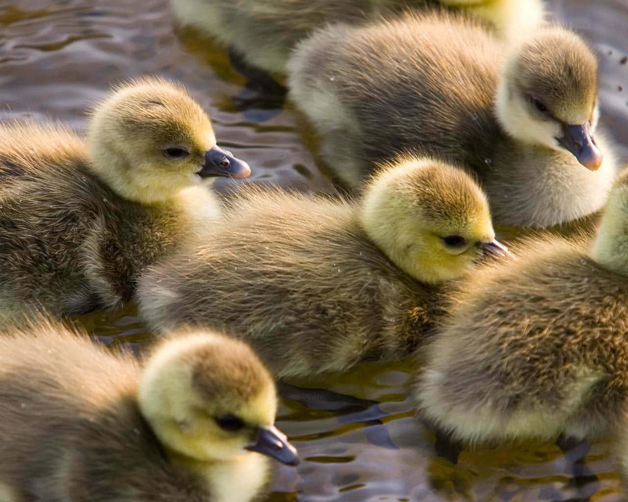 "This Cute Little Duckling Enjoys a Fun Afternoon on the Pond" Wallpaper