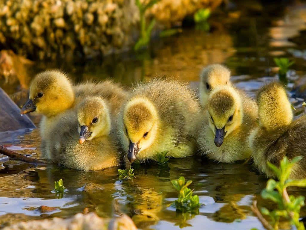 "An adorable duck checks out the pond" Wallpaper