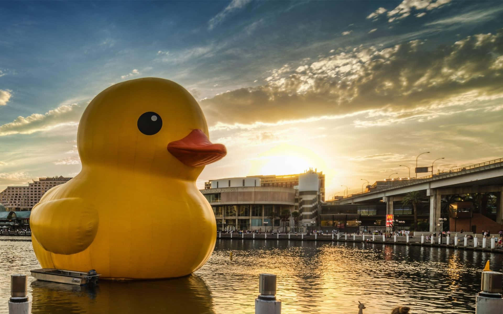 “Quack, Quack! It's my favorite time of day to take a dip!” Wallpaper