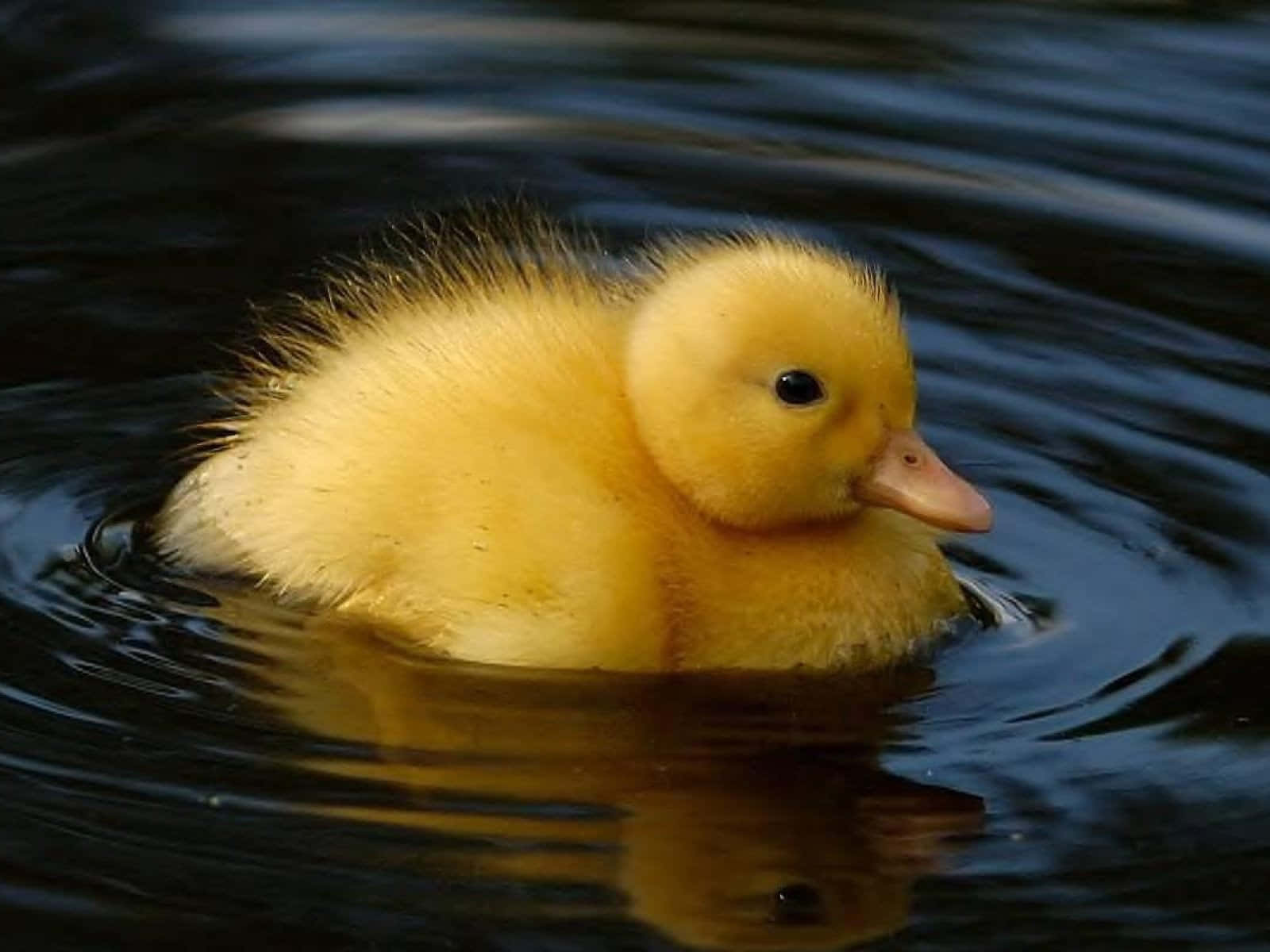 Cute Duck On The Water Wallpaper