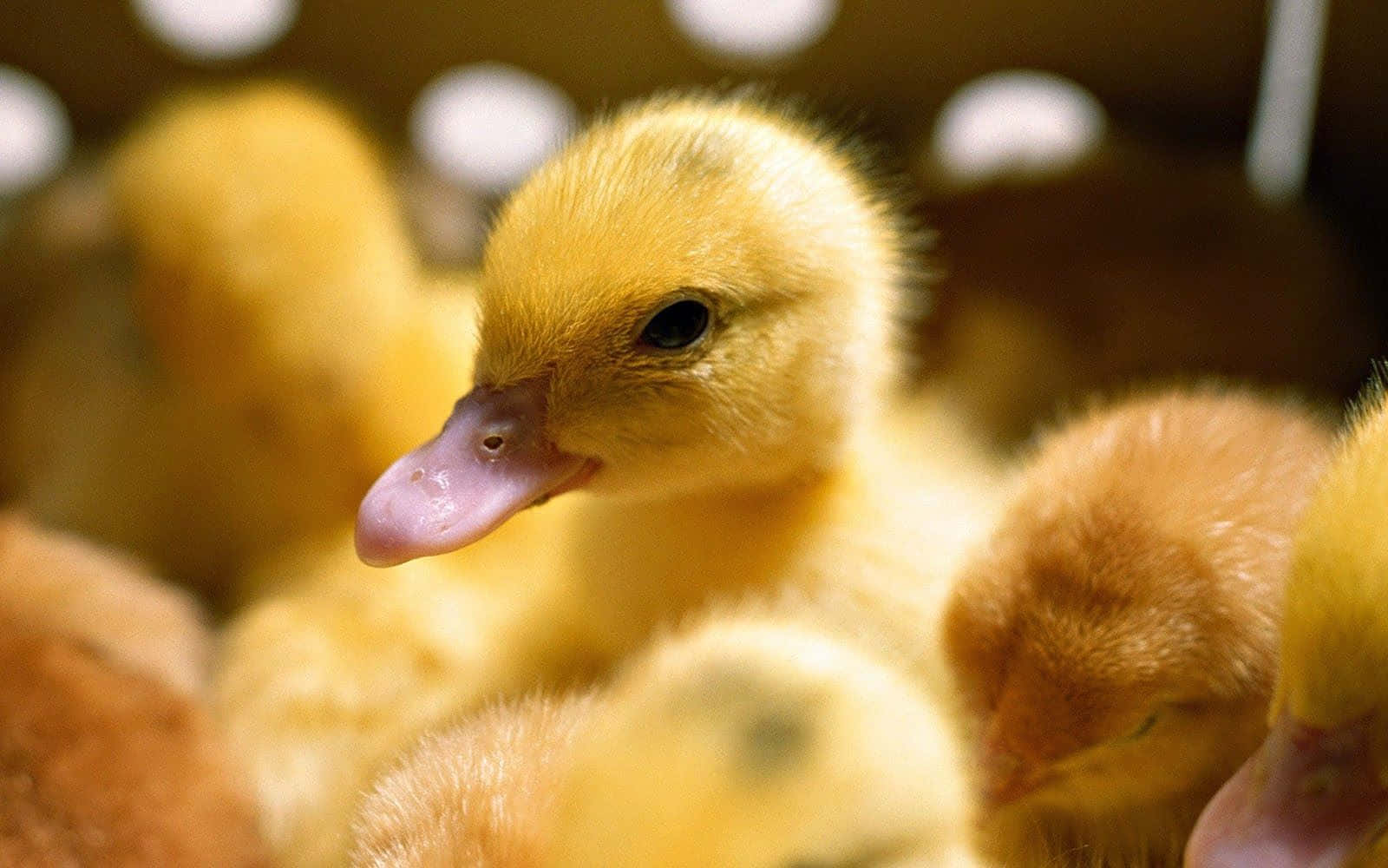 Who can resist the cuteness of this adorable duck? Wallpaper