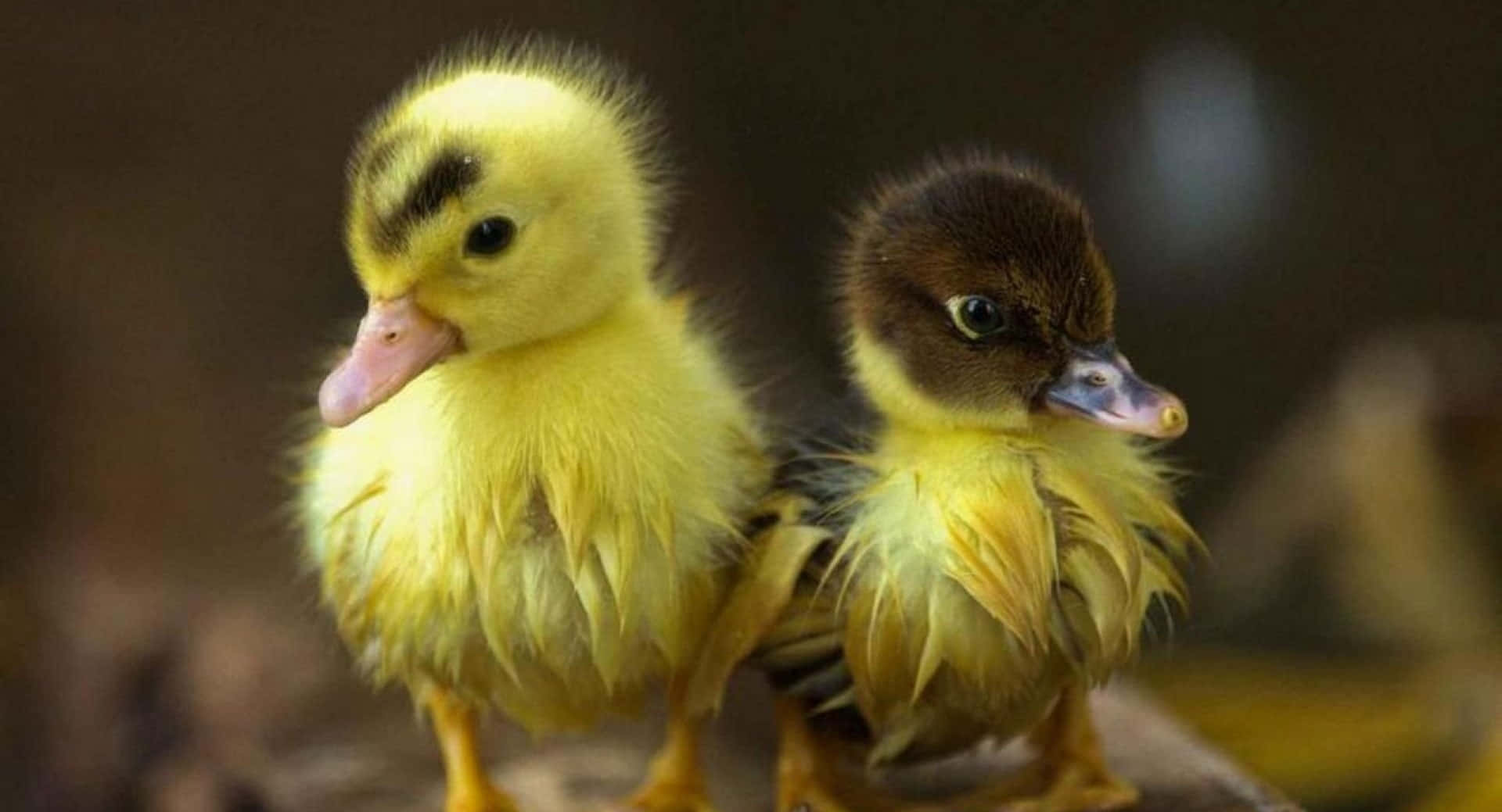 "This Cute Duck is an Adorable Joy" Wallpaper