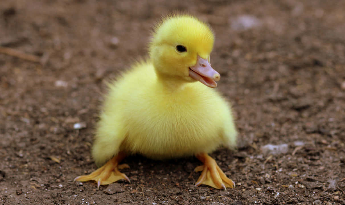 "Look at This Adorable Cute Duck!" Wallpaper