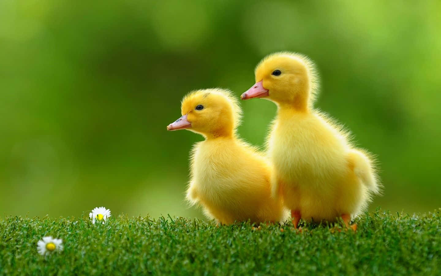 Look At This Adorable Cute Duck! Wallpaper