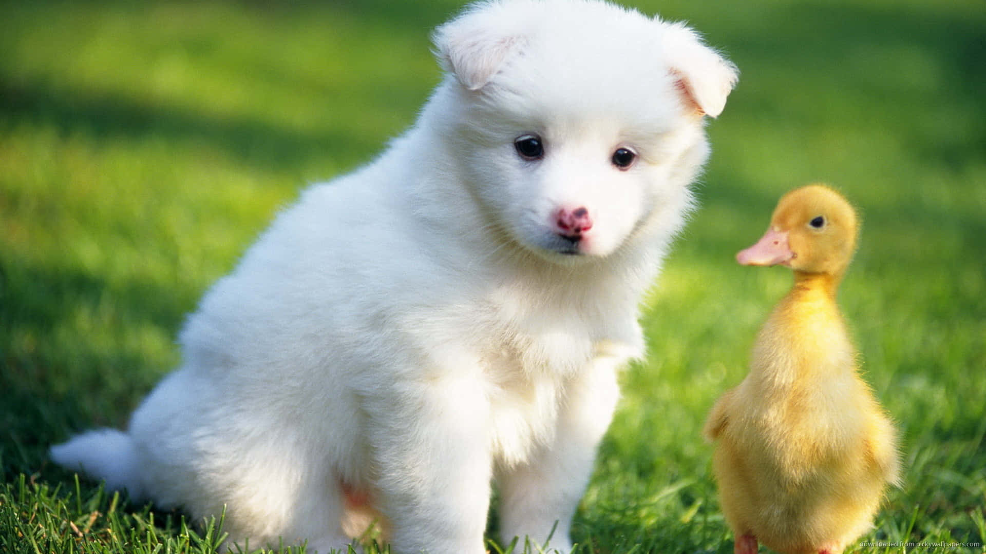 Cute Duck With A Puppy Wallpaper