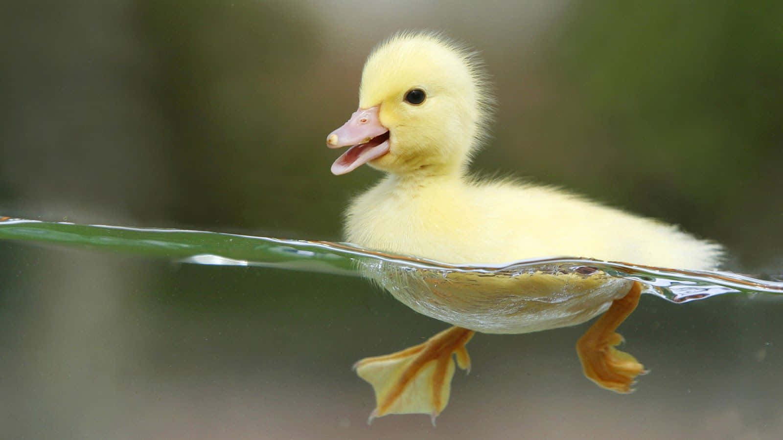 100+] Cute Duck Background s | Wallpapers.com