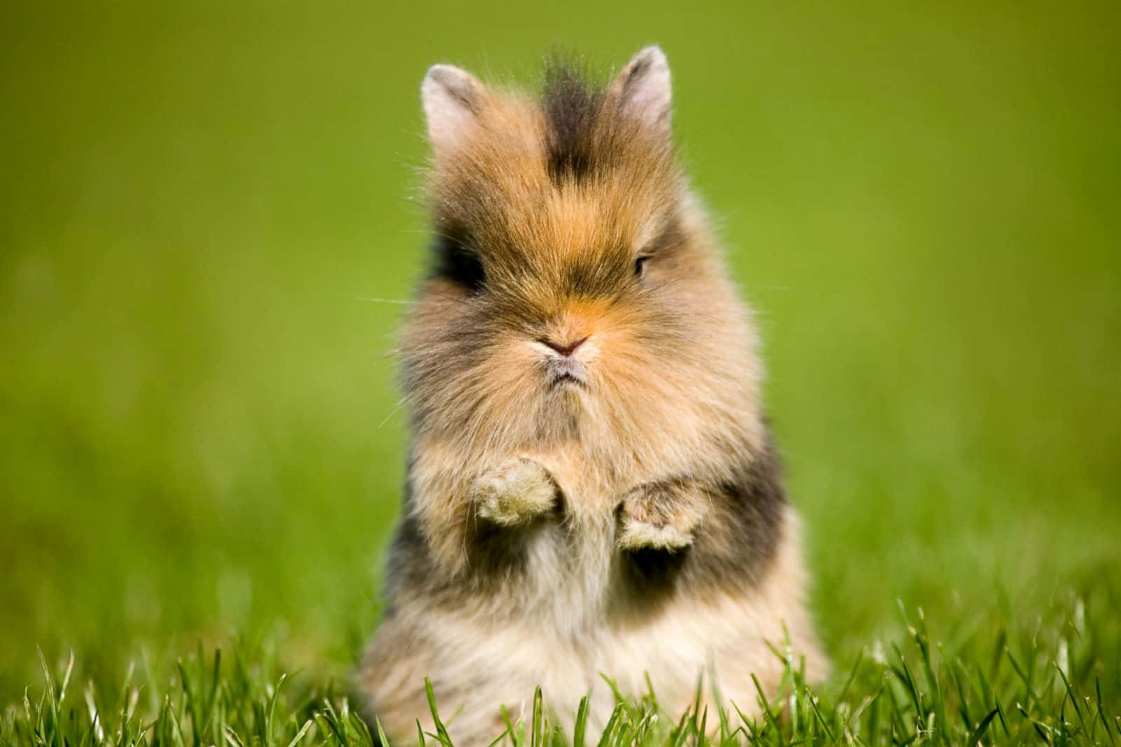 Cute Dwarf Bunny Picture