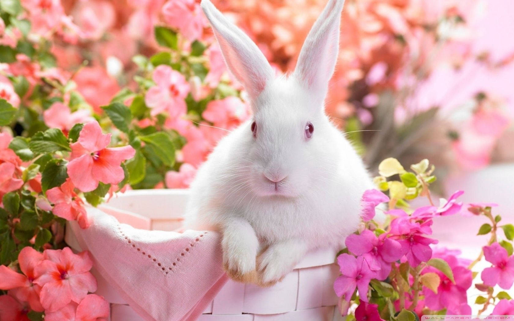 Premium Photo  Cute withe bunny with easter eggs easter holiday