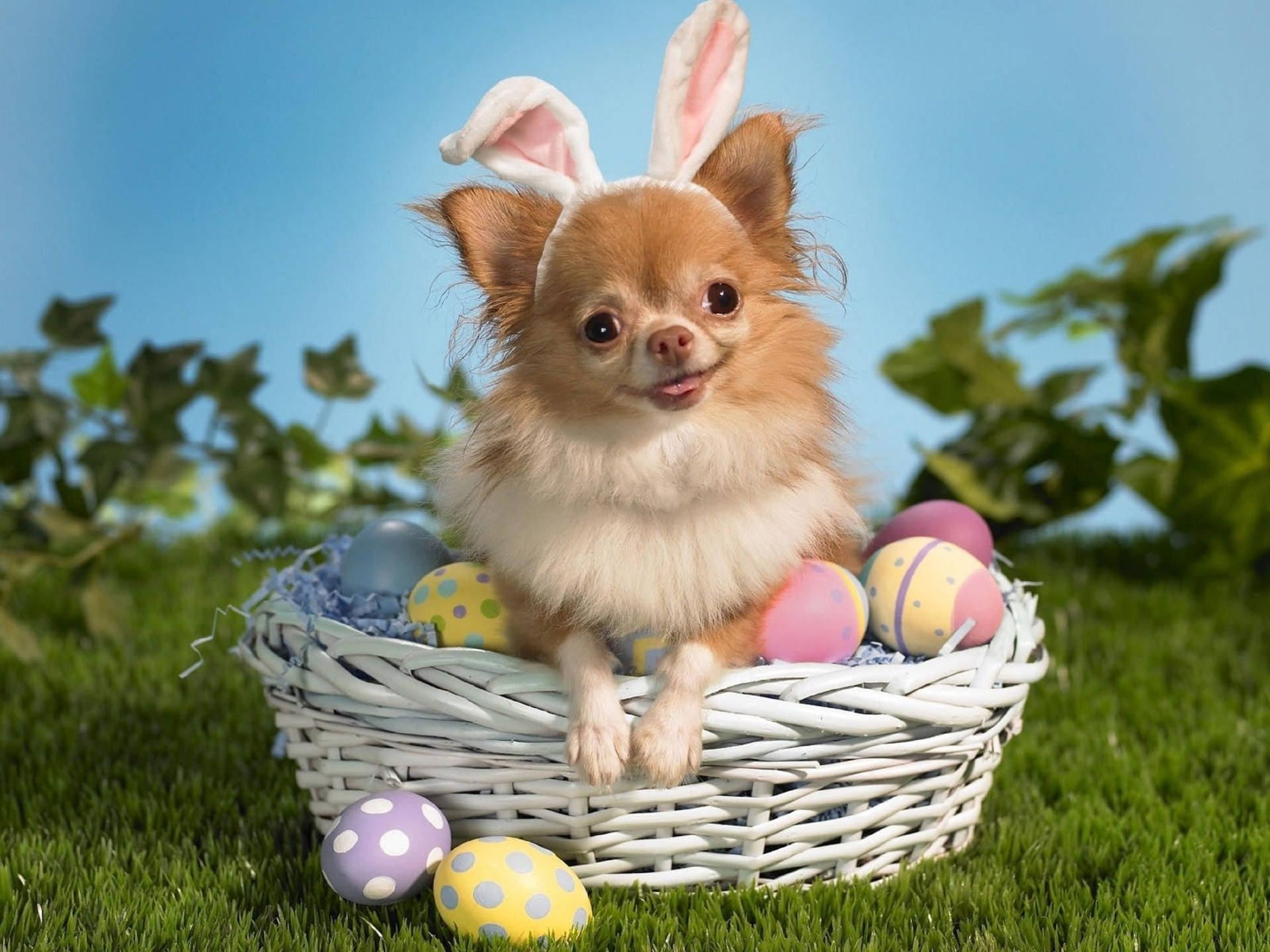 Cute Easter Egg Dog Wallpaper