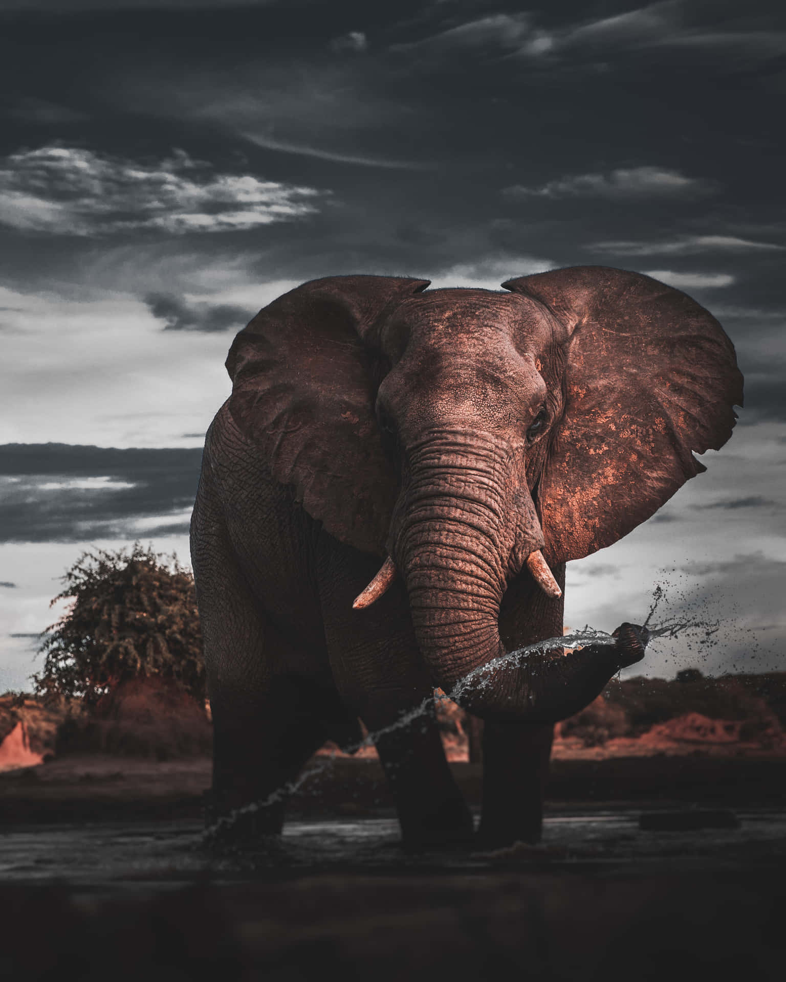 Süßerelefant In Dunkler Wildnis Von Botswana. Wallpaper